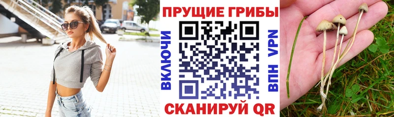 Псилоцибиновые грибы мицелий  Артём 